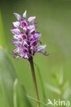 Soldaatje (Orchis militaris) 