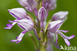 Military Orchid (Orchis militaris)