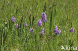 Soldaatje (Orchis militaris) 