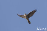 Sparrow Hawk (Accipiter nisus)