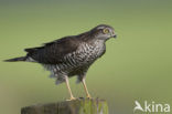 Sparrow Hawk (Accipiter nisus)