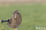 Sparrow Hawk (Accipiter nisus)