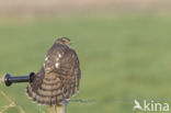 Sperwer (Accipiter nisus)