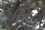 Steenuil (Athene noctua) 