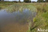 Tengere grasjuffer (Ischnura pumilio)