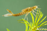 Scarce Blue-tailed Damselfly (Ischnura pumilio)