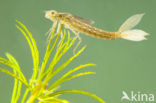 Scarce Blue-tailed Damselfly (Ischnura pumilio)