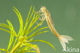 Scarce Blue-tailed Damselfly (Ischnura pumilio)