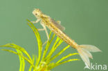 Scarce Blue-tailed Damselfly (Ischnura pumilio)