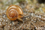 Trochulus hispidus