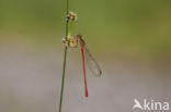 Turkish Red Damsel (Ceriagrion georgifreyi) 