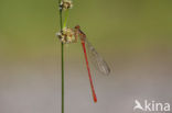 Turkish Red Damsel (Ceriagrion georgifreyi) 