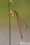 Turkish Red Damsel (Ceriagrion georgifreyi) 