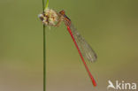 Turkish Red Damsel (Ceriagrion georgifreyi) 