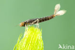 Turkish Red Damsel (Ceriagrion georgifreyi) 