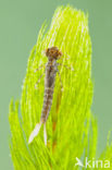 Turkish Red Damsel (Ceriagrion georgifreyi) 