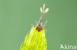 Turkish Red Damsel (Ceriagrion georgifreyi) 