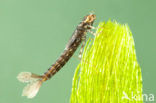 Turkish Red Damsel (Ceriagrion georgifreyi) 