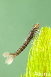 Turkish Red Damsel (Ceriagrion georgifreyi) 