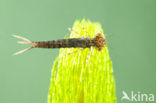 Turkish Red Damsel (Ceriagrion georgifreyi) 