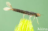 Turkish Red Damsel (Ceriagrion georgifreyi) 