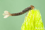 Turkish Red Damsel (Ceriagrion georgifreyi) 