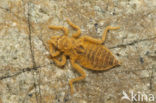 Gomphus schneiderii