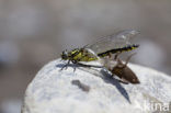 Gomphus schneiderii