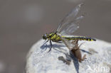 Turkse rombout (Gomphus schneiderii )