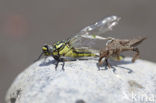 Gomphus schneiderii
