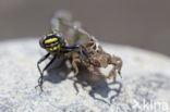 Turkse rombout (Gomphus schneiderii )