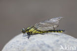 Gomphus schneiderii