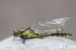 Turkse rombout (Gomphus schneiderii )