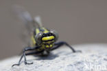 Gomphus schneiderii
