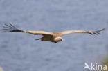 Eurasian Griffon (Gyps fulvus)