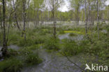 Veenpluis (Eriophorum angustifolium)