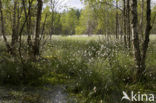 Veenpluis (Eriophorum angustifolium)