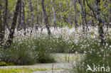 Veenpluis (Eriophorum angustifolium)