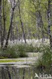 Veenpluis (Eriophorum angustifolium)