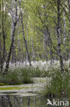 Veenpluis (Eriophorum angustifolium)