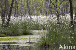 Veenpluis (Eriophorum angustifolium)