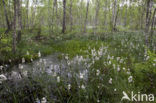 Veenpluis (Eriophorum angustifolium)