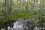 Common Cottongrass (Eriophorum angustifolium)