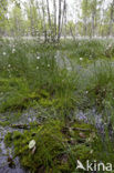 Veenpluis (Eriophorum angustifolium)