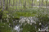 Veenpluis (Eriophorum angustifolium)