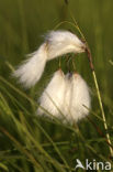 Common Cottongrass (Eriophorum angustifolium)