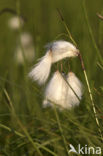 Veenpluis (Eriophorum angustifolium)