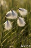 Veenpluis (Eriophorum angustifolium)