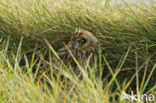 Short-eared Owl (Asio flammeus)