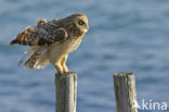 Short-eared Owl (Asio flammeus)